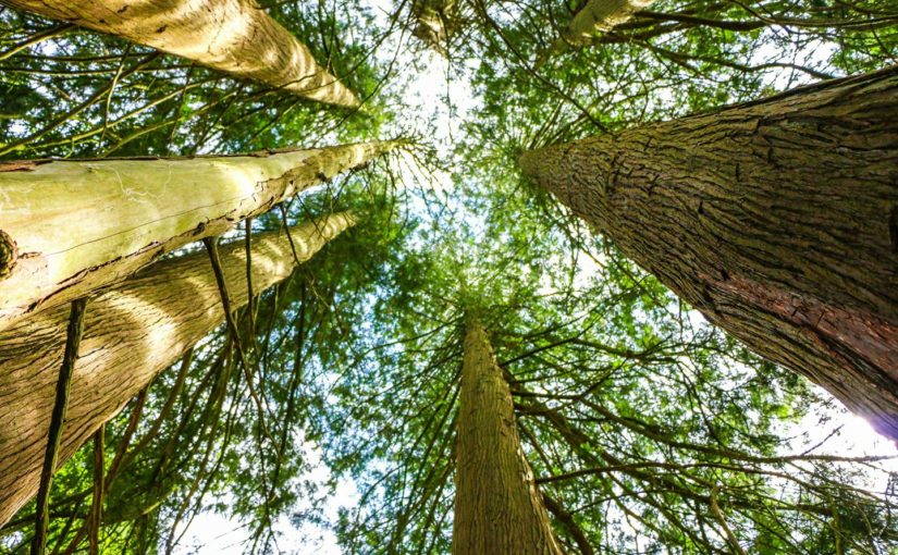 MittlandsskogensMitt