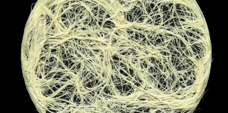 Moon Root