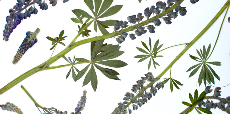 Lupines, Lela Pierce