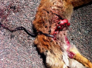 Roadkill