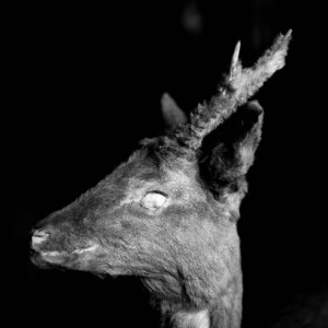 Andrei Liankevich: Dear (elk). Foto: Andrei Liankevich