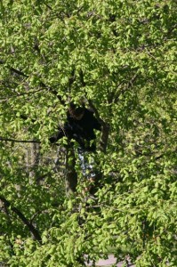 Heath Bunting, Tree Climbing