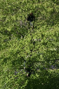 Heath Bunting, Tree Climbing