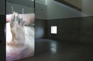 Snæbjörnsdóttir/Wilson. Installationsbild, the naming of things, videoprojektion. Foto: Mark Wilson.
