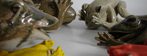 Frog´s Shout